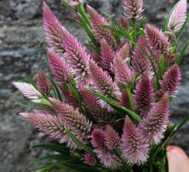 Celosia Flamingo Feather