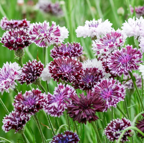 Bachelor Button Classic Magic