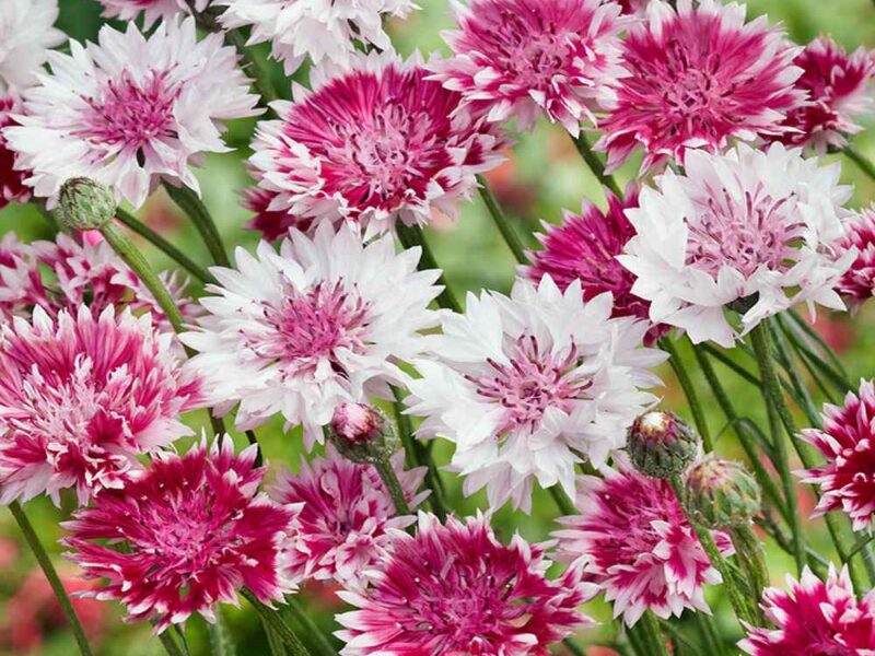 Bachelor Button Classic Romantic