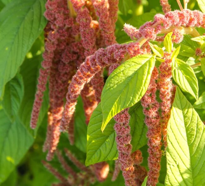 Amaranth Coral Fountain