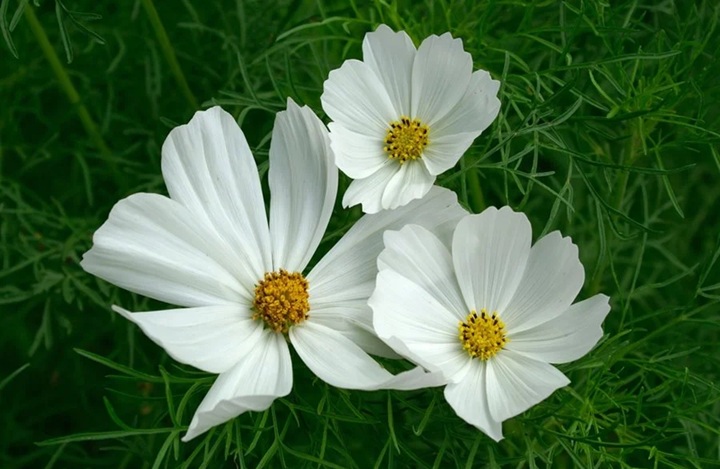 Cosmos Purity White