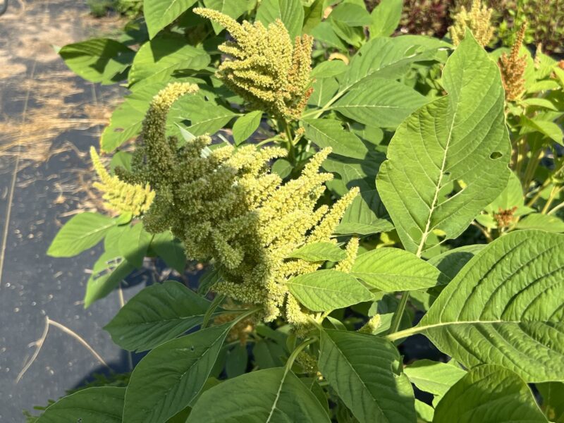 Amaranth- Green Thumb