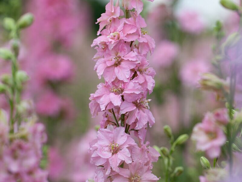 Larkspur Pink Queen