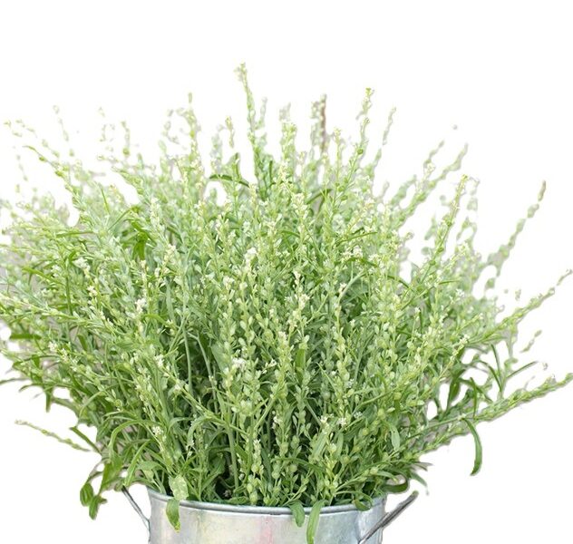 Persian Cress