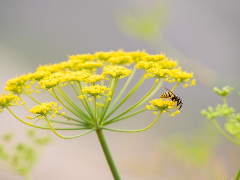 Close-up of a bee on a yellow flower showcasing natural pollination.