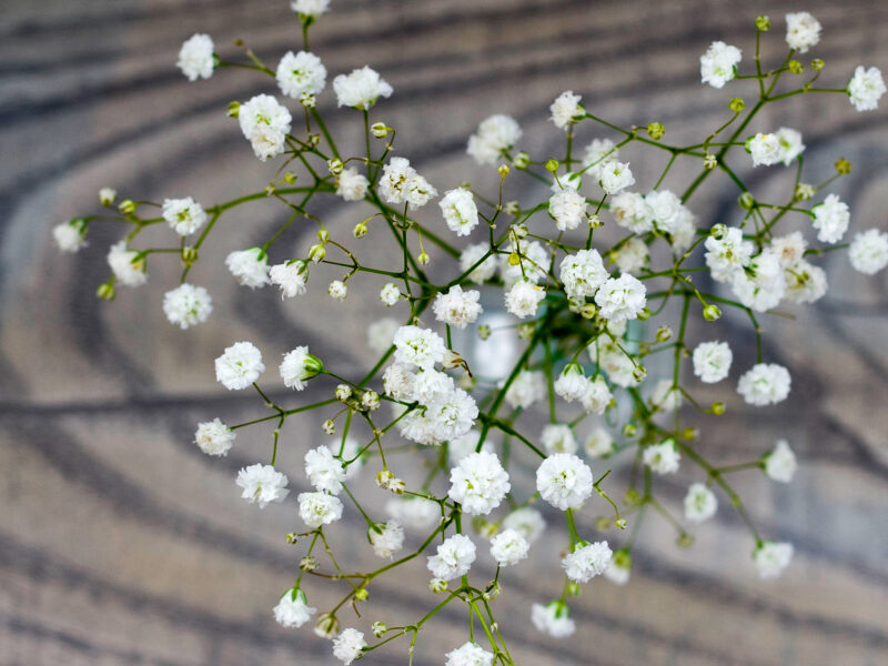 Annuals Baby Breath