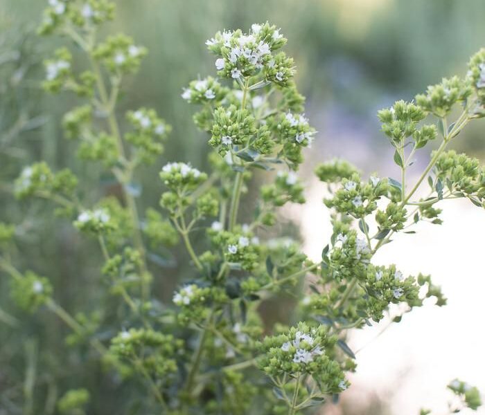 Greek Oregano