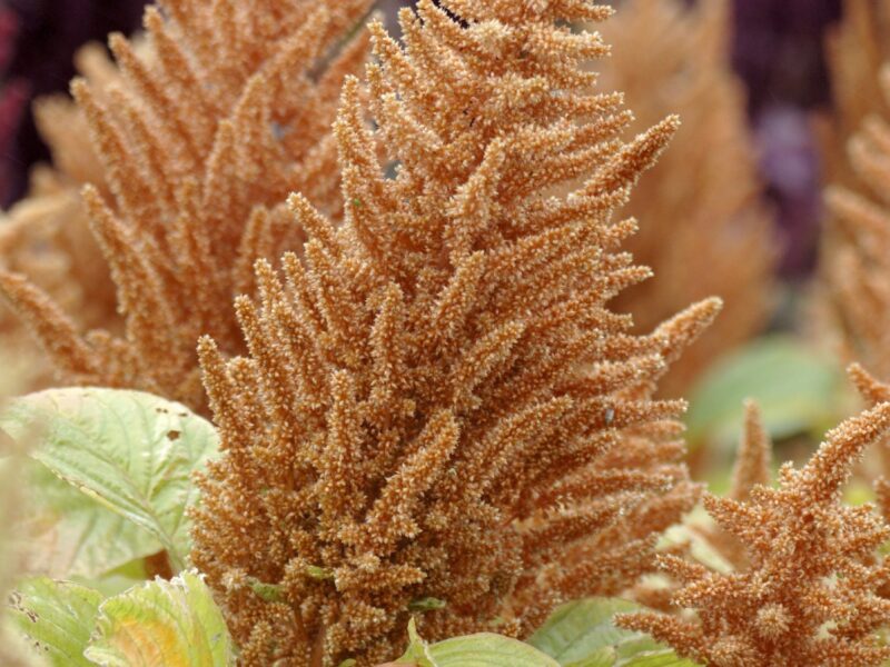 Amaranth  Hot Biscuit