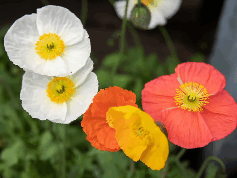 Iceland Poppies
