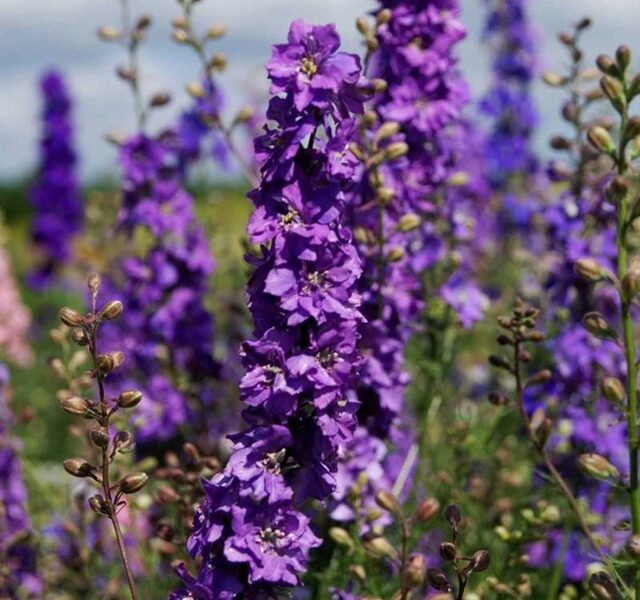 Larkspur Lilac Spire