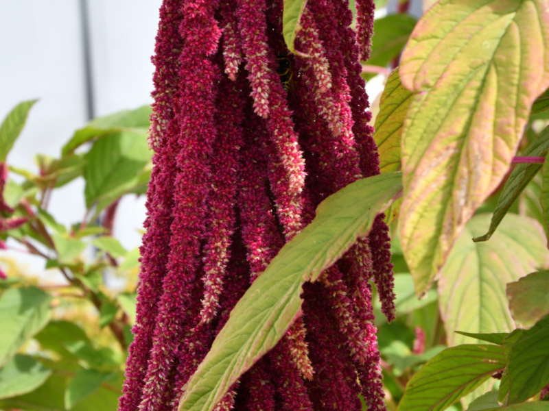Amaranth- Love Lies Bleeding
