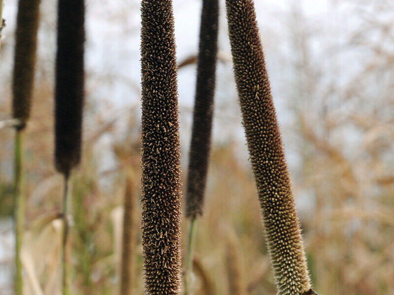 Broomcorn Millet