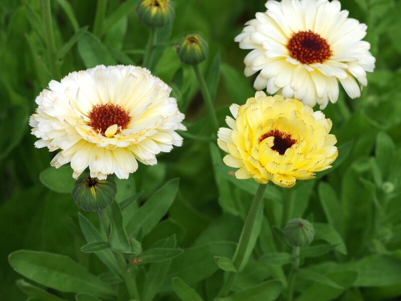 Calendula Ivory Princess