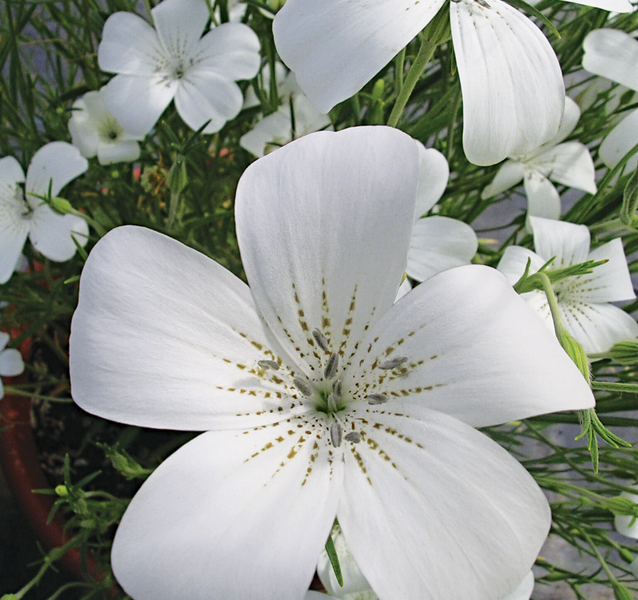 Agrostemma - Ocean Pearls