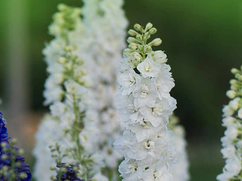 Larkspur White King