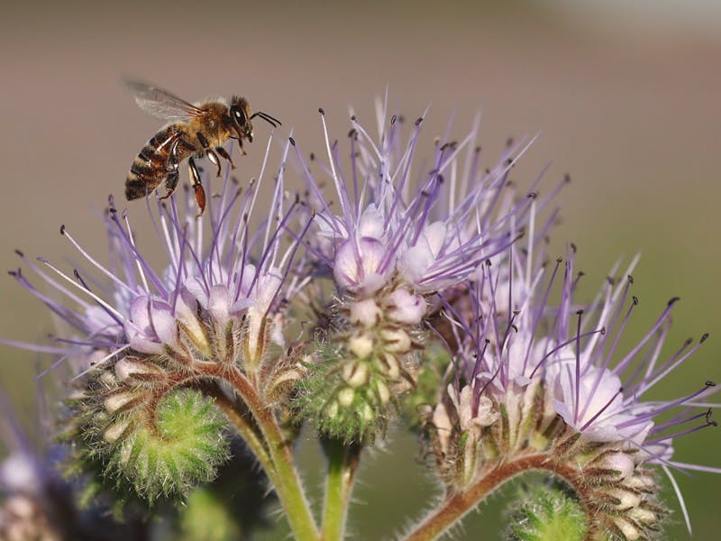 A honey bee collecting pollen from a purple phacelia flower in Úholičky, Czechia.