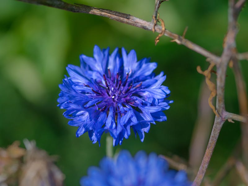 Close-up of a vibrant blue cornflower in full bloom, surrounded by lush greenery.