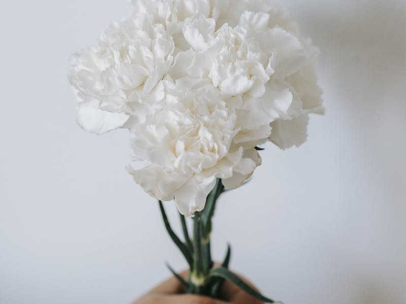 Crop anonymous female demonstrating blossoming fragrant flowers with gentle wavy petals on thin stalks on white background