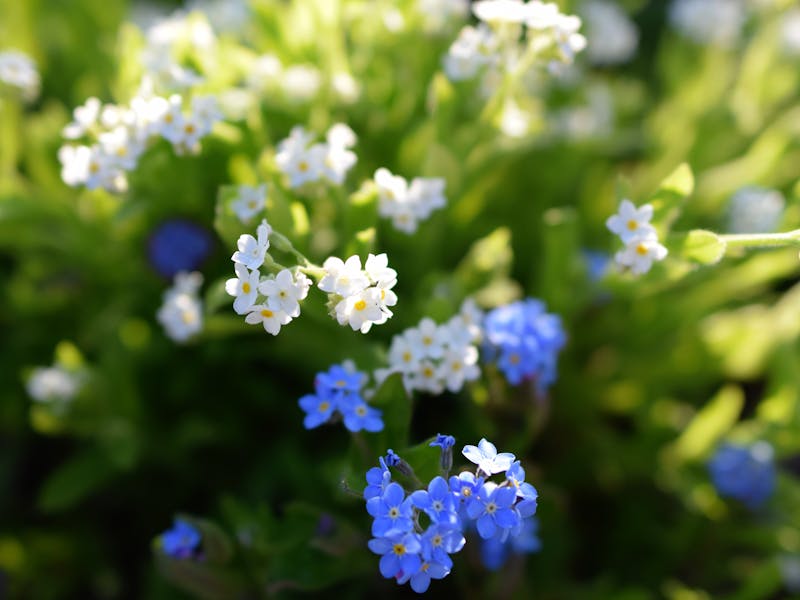 Close-up of vibrant blue and white forget-me-nots in a sunlit French garden.