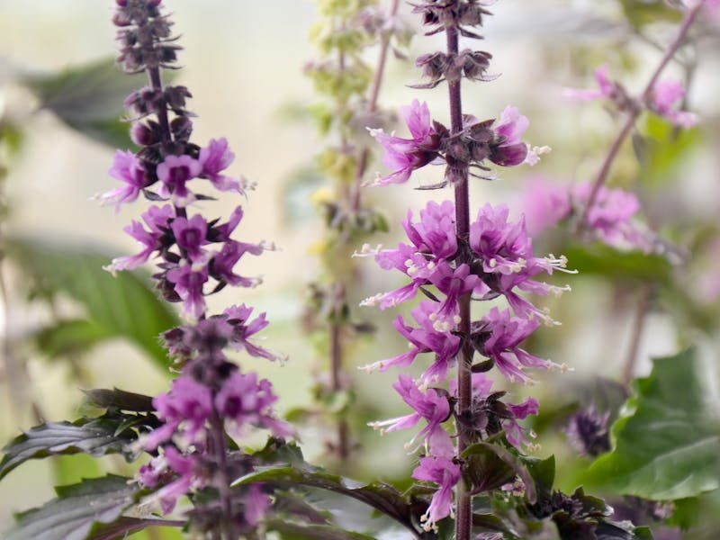 Vibrant purple basil flowers in full bloom, showcasing nature's beauty in a lush garden setting.